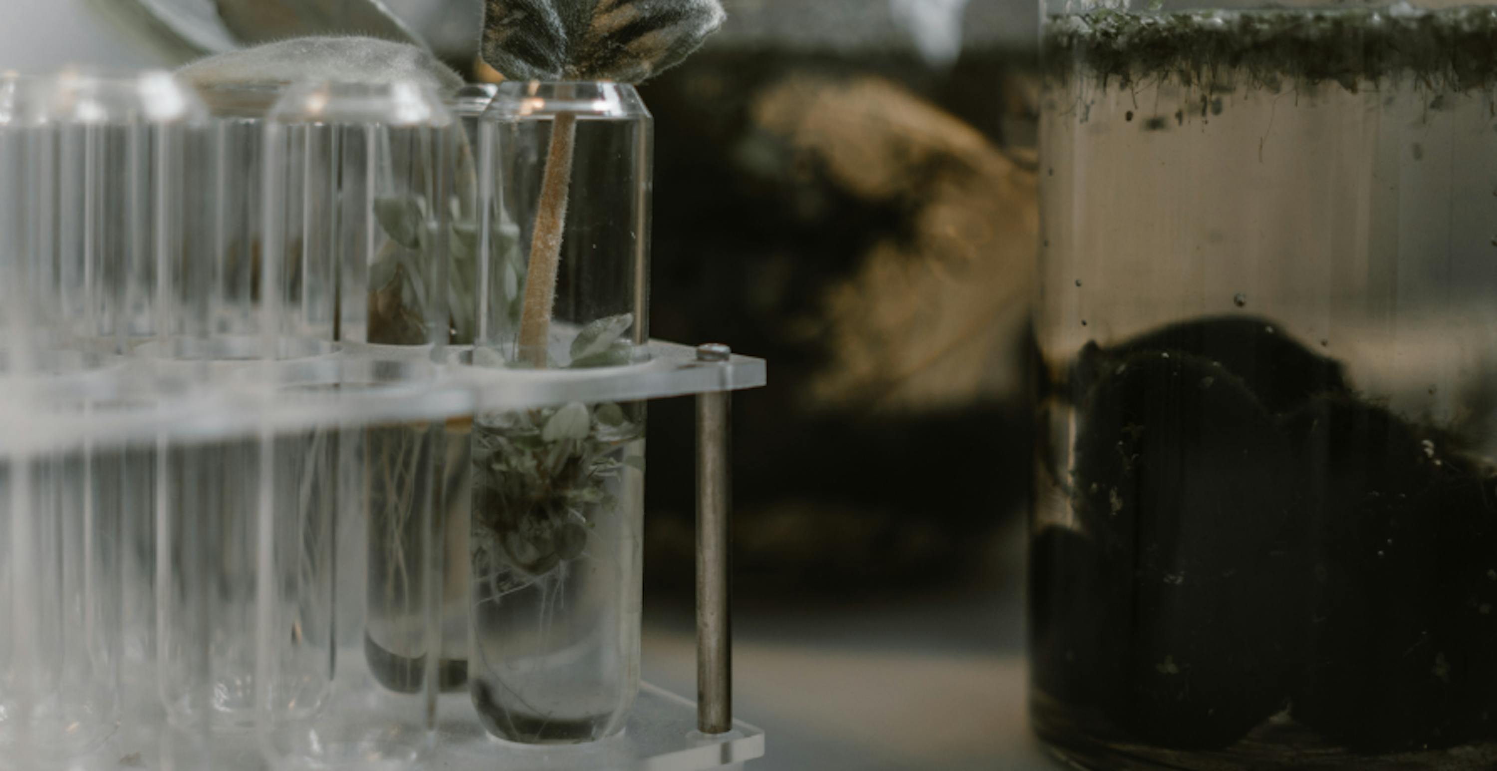 test tubes filled with plant samples