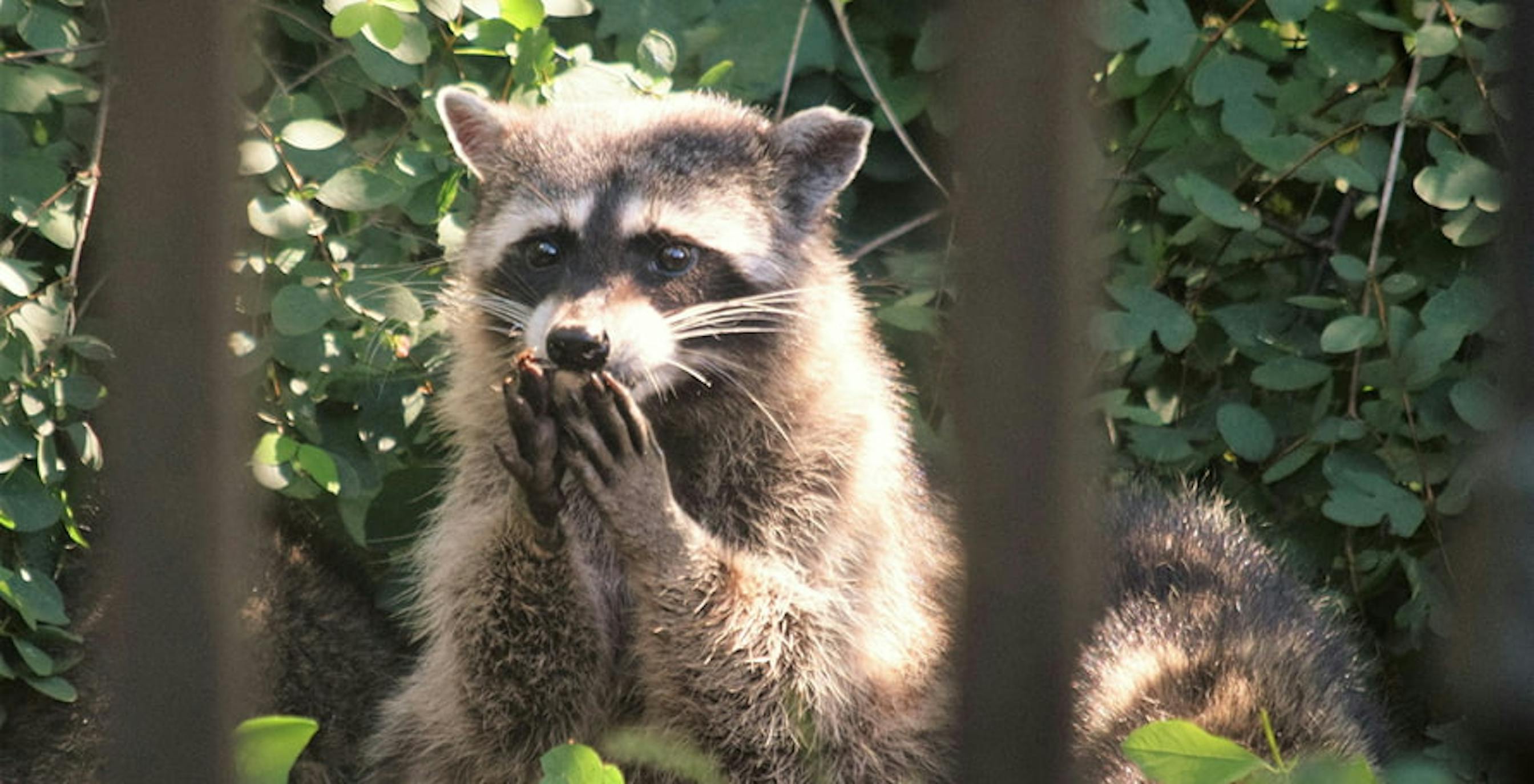 ein Waschbär