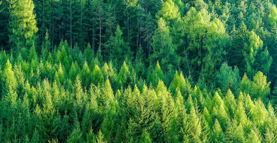 une forêt de sapins