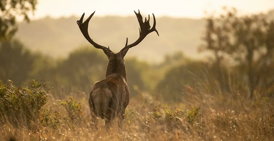 un cerf