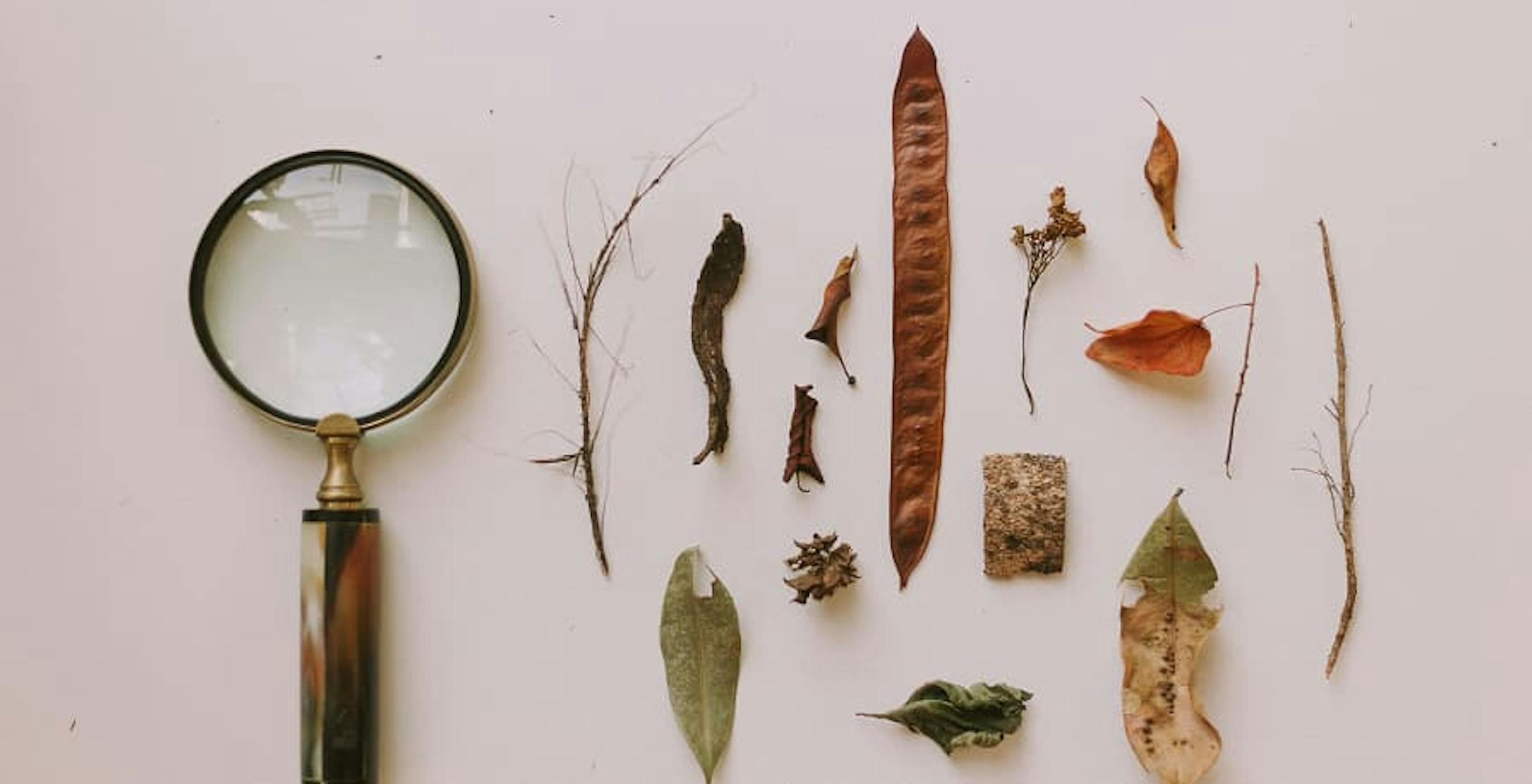magnifying glass and elements found in nature