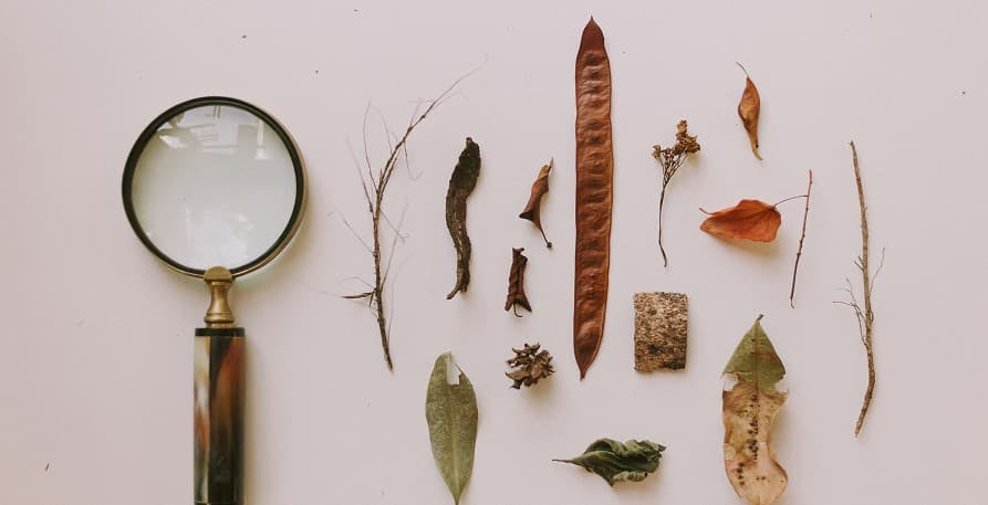 magnifying glass and elements found in nature
