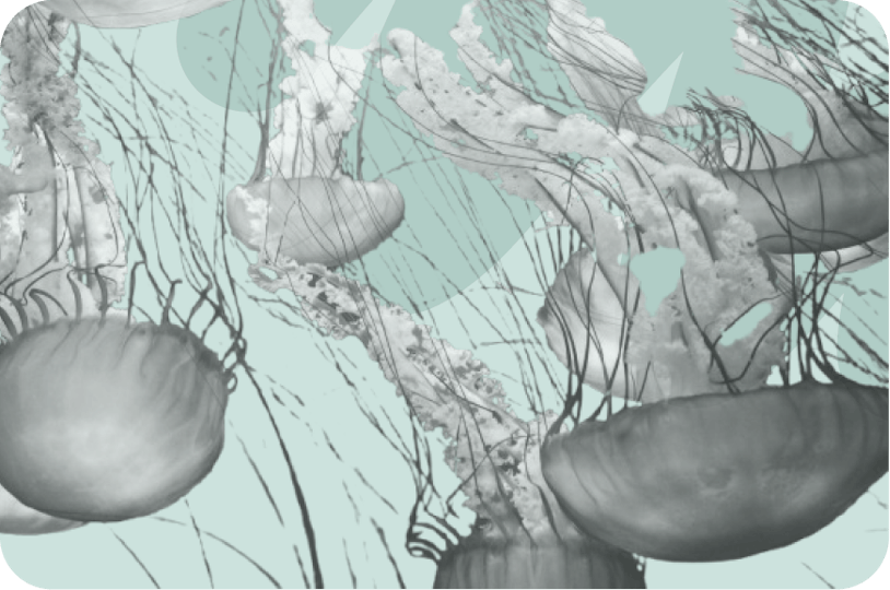 jellyfish