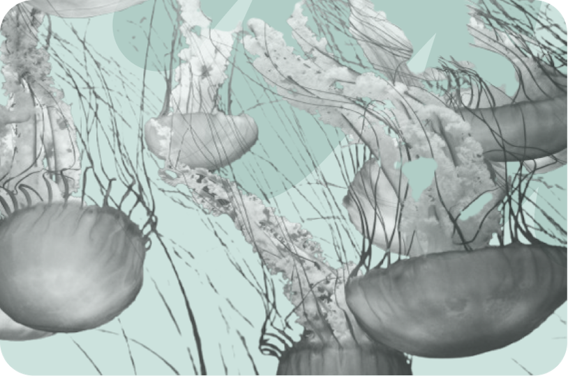 jellyfish