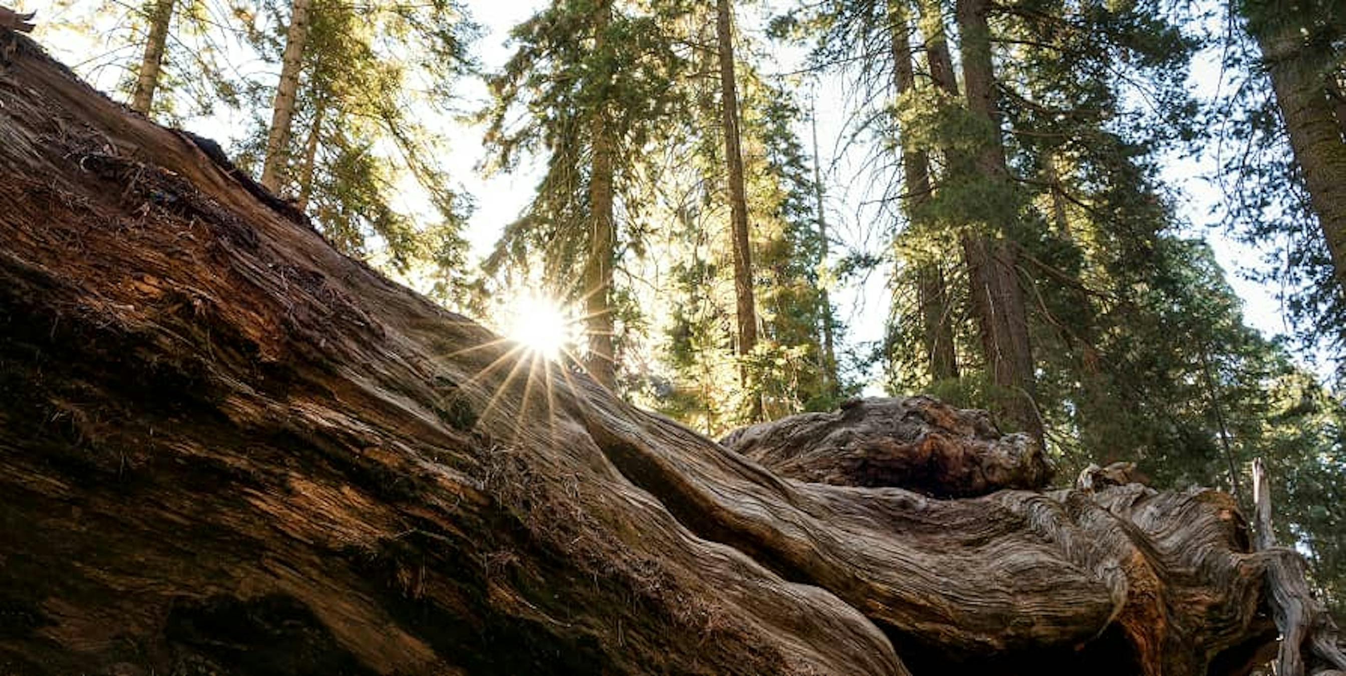 trees in sunlight