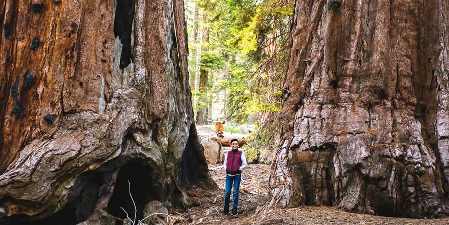 giant sequoia