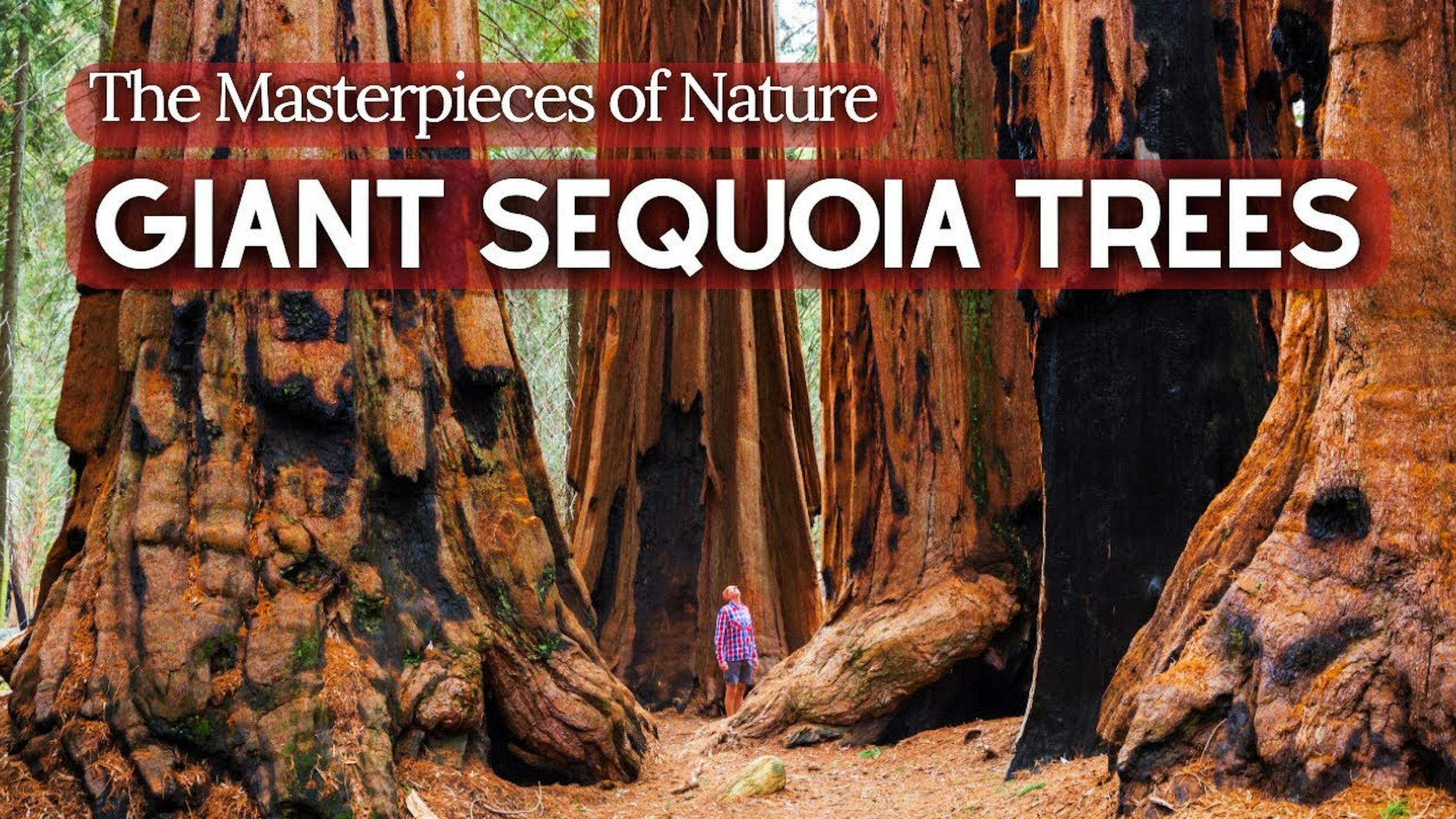 giant sequoia trees