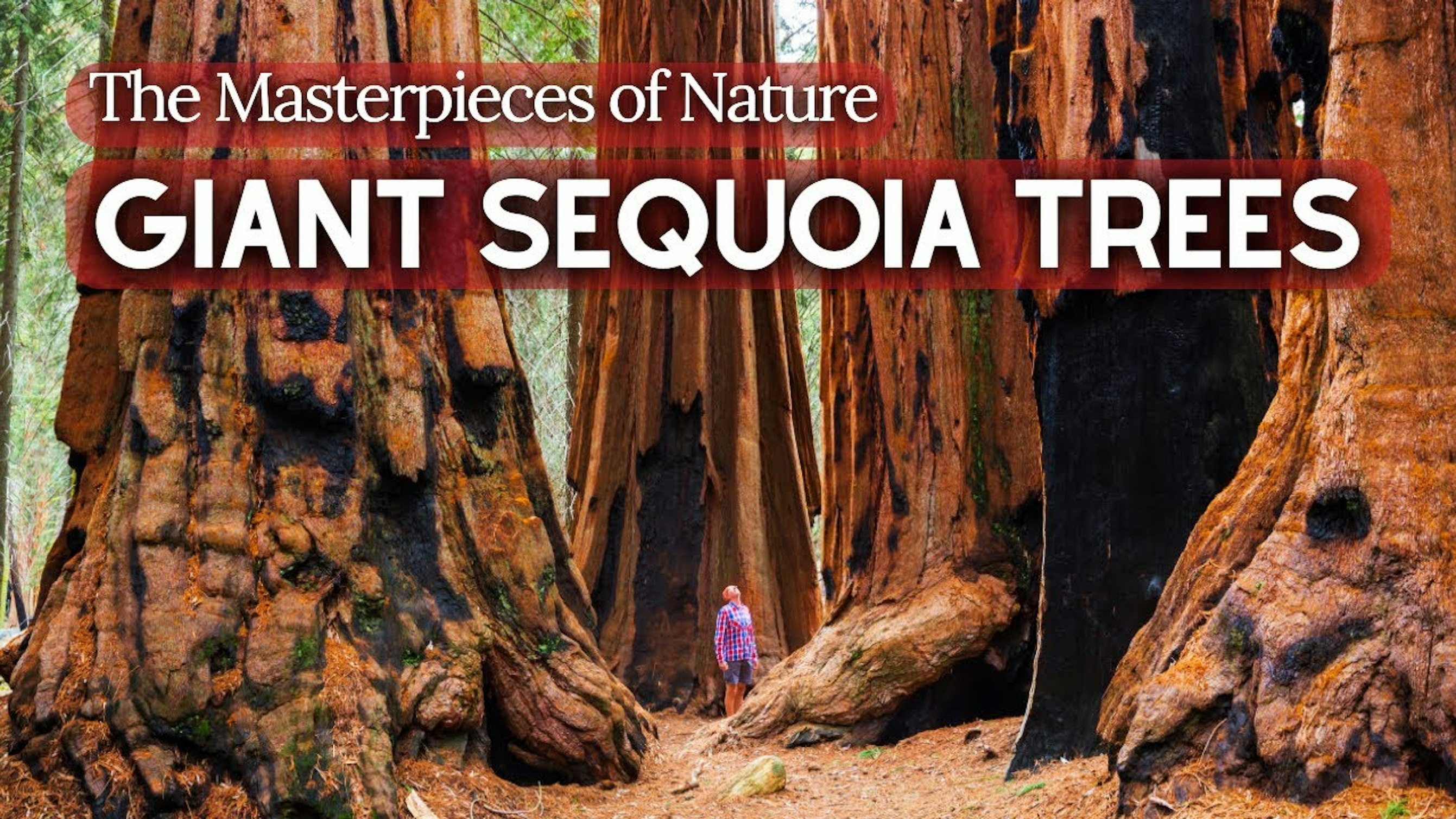 giant sequoia trees