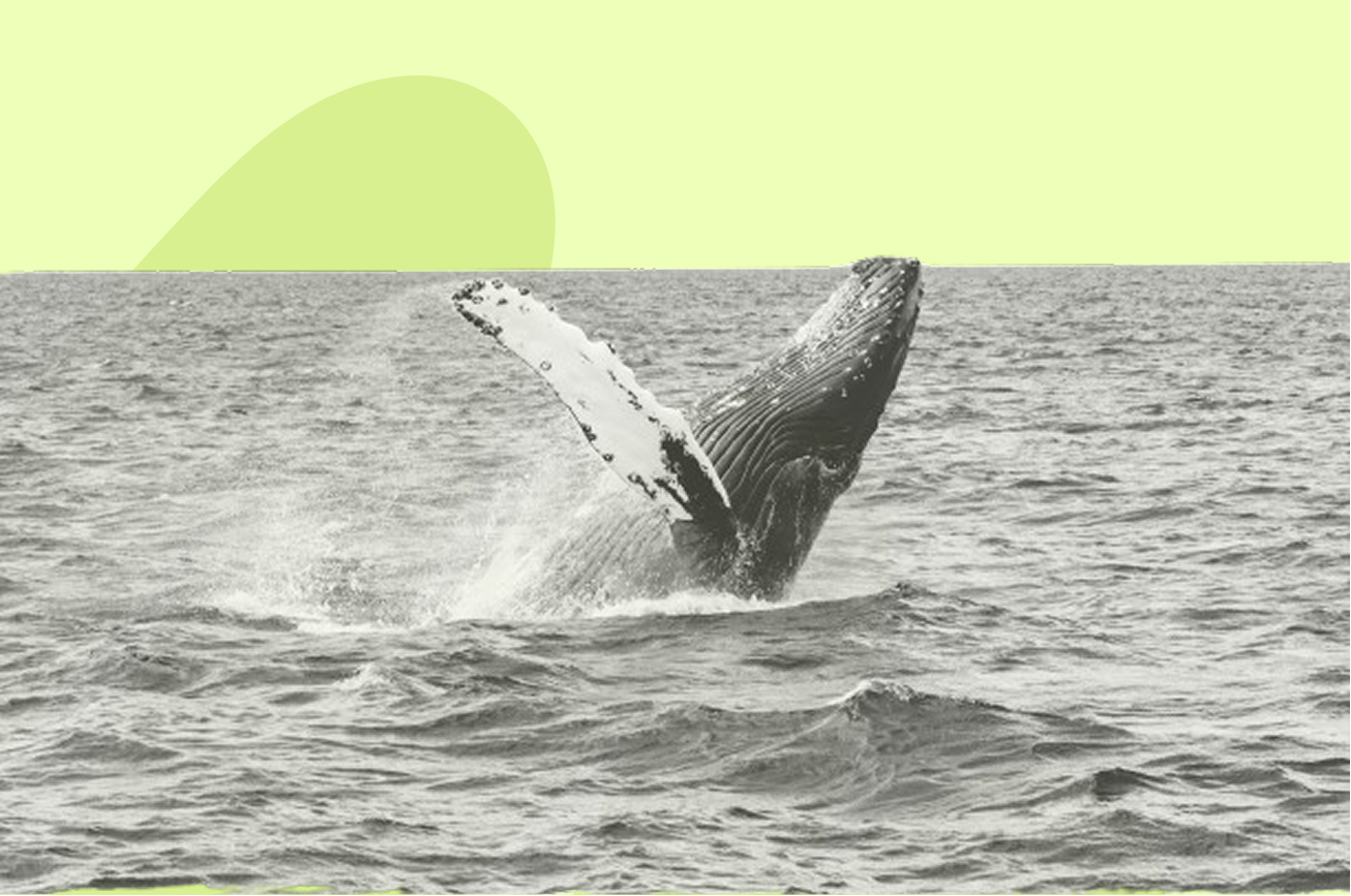 une baleine