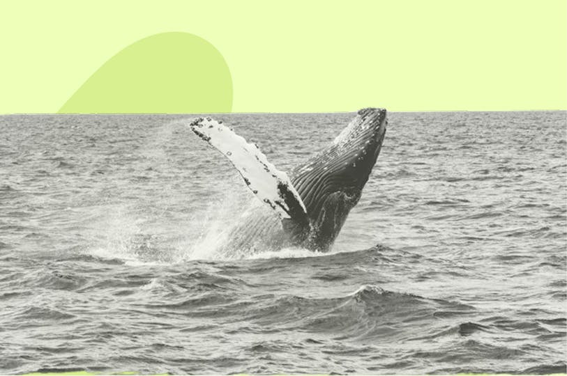 une baleine