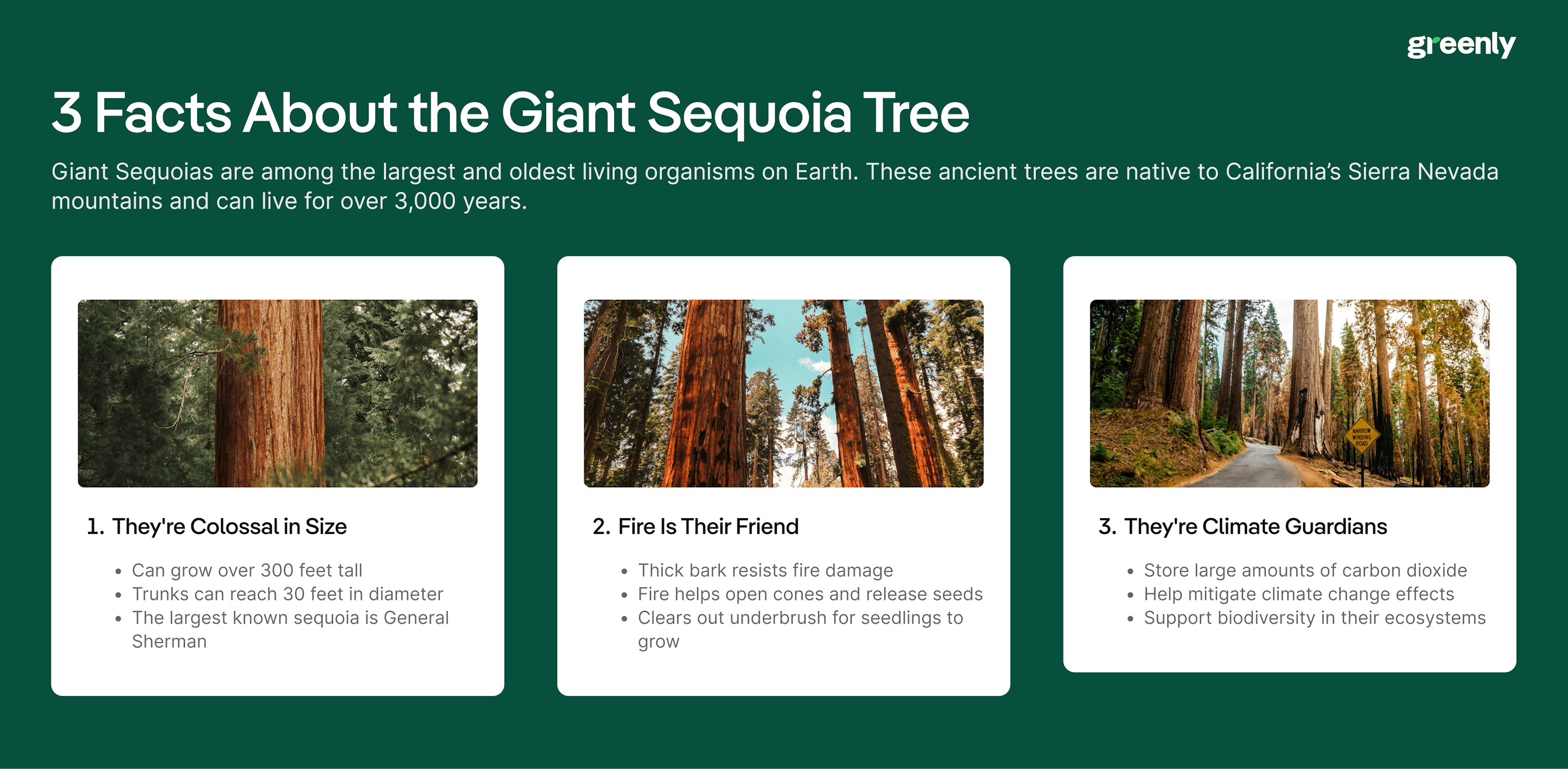 giant sequoia infographic
