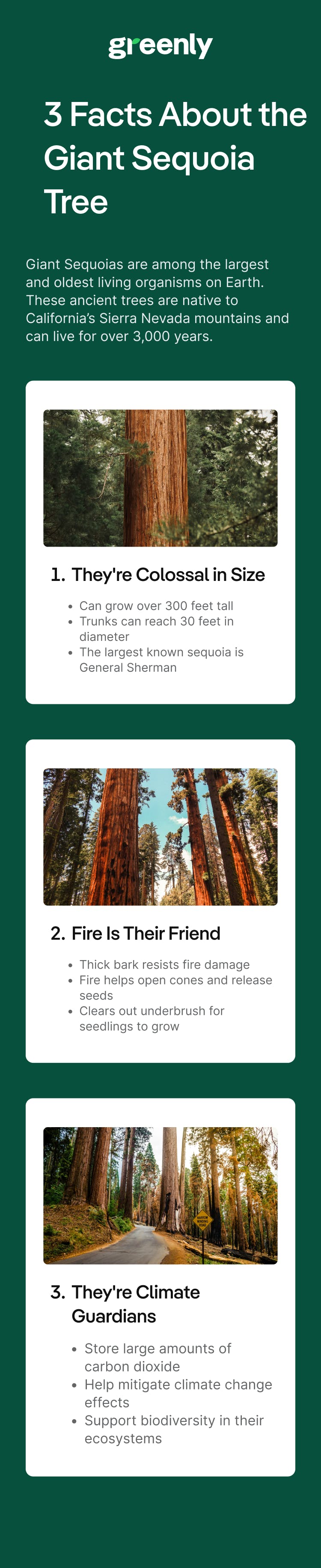giant sequoia mobile infographic