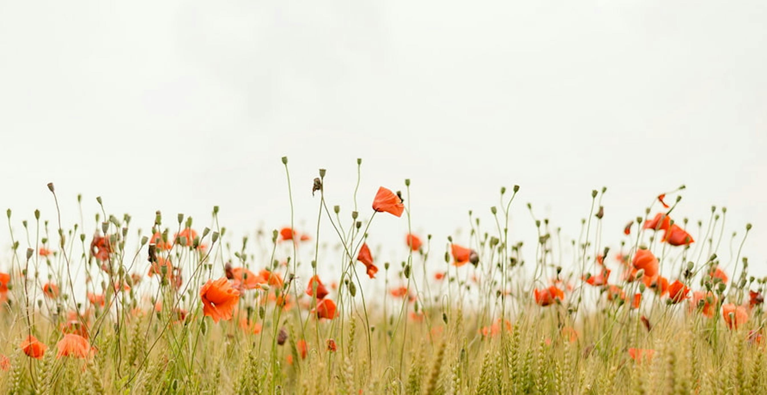 un champ de coquelicots