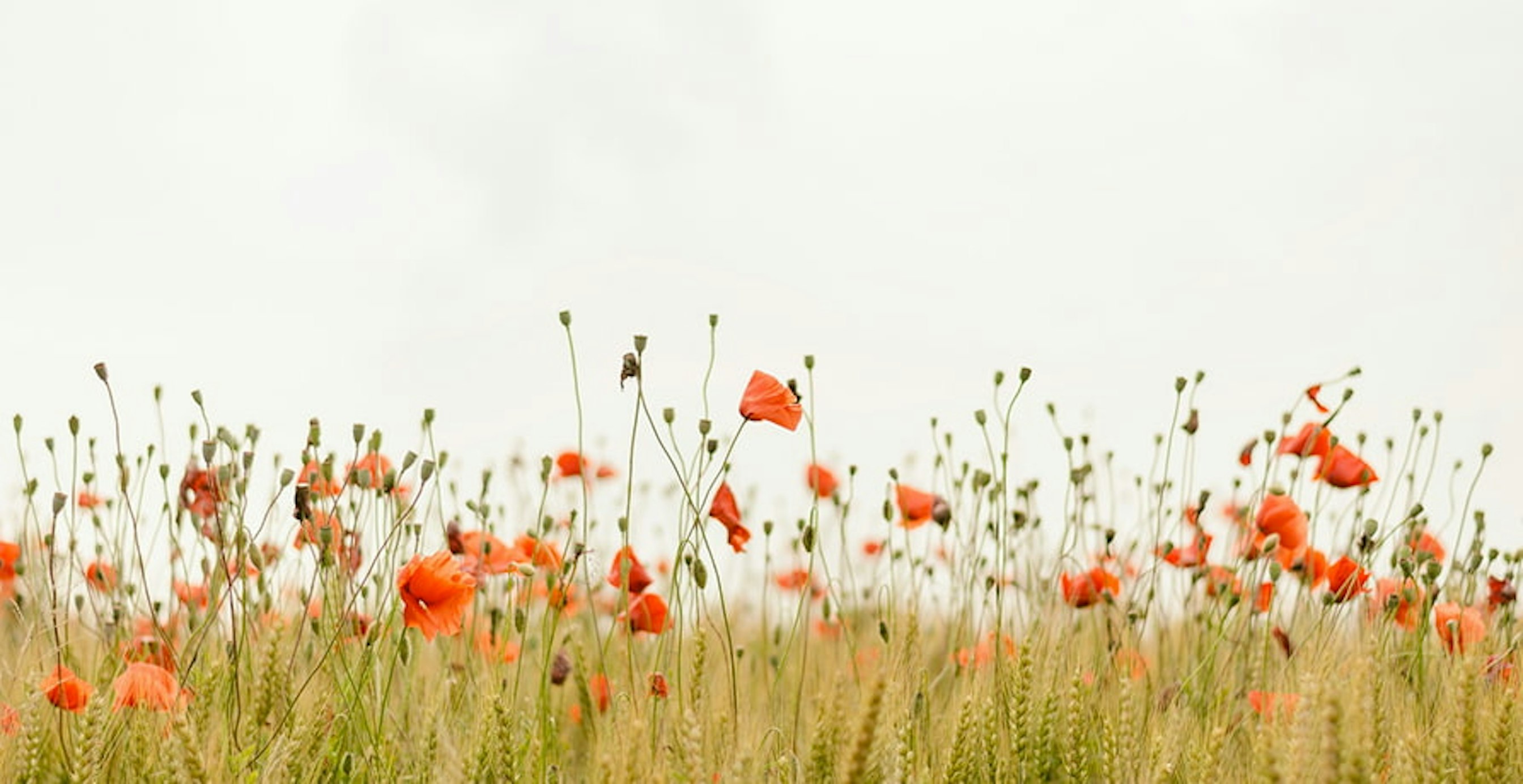 un champ de coquelicots