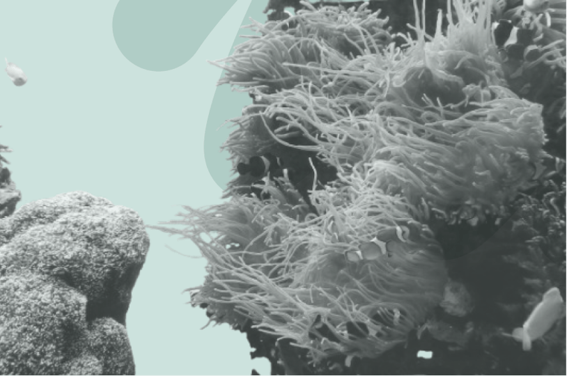 coral reef 2025 thumbnail