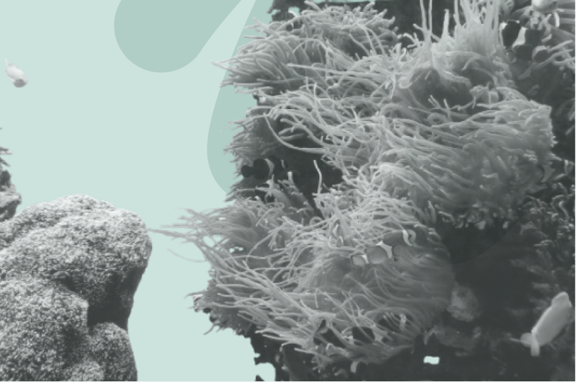coral reef 2025 thumbnail