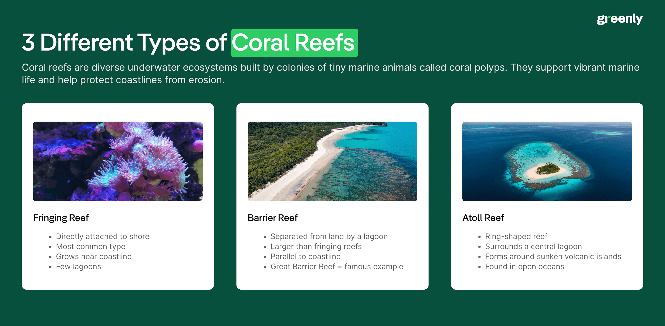 3 Different Types of Coral Reef infographic
