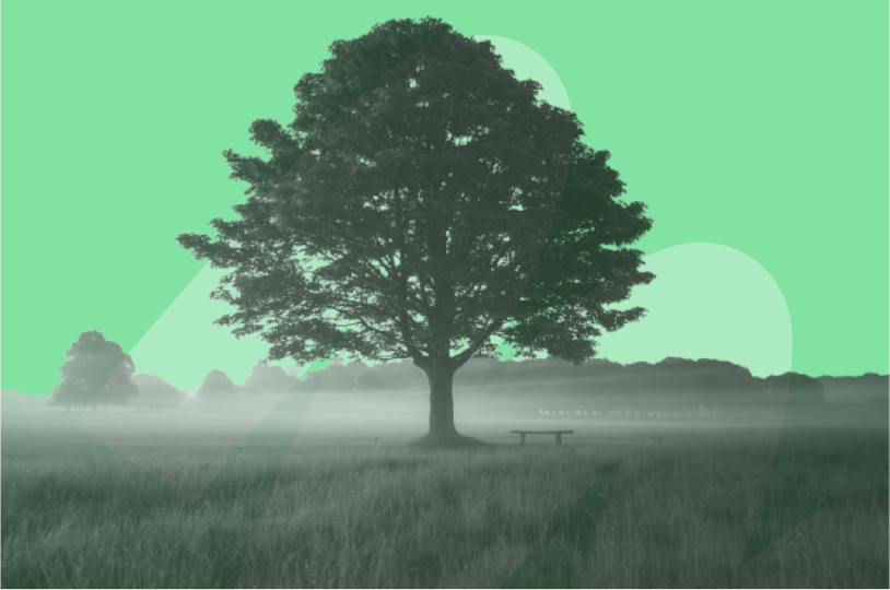 tree in field