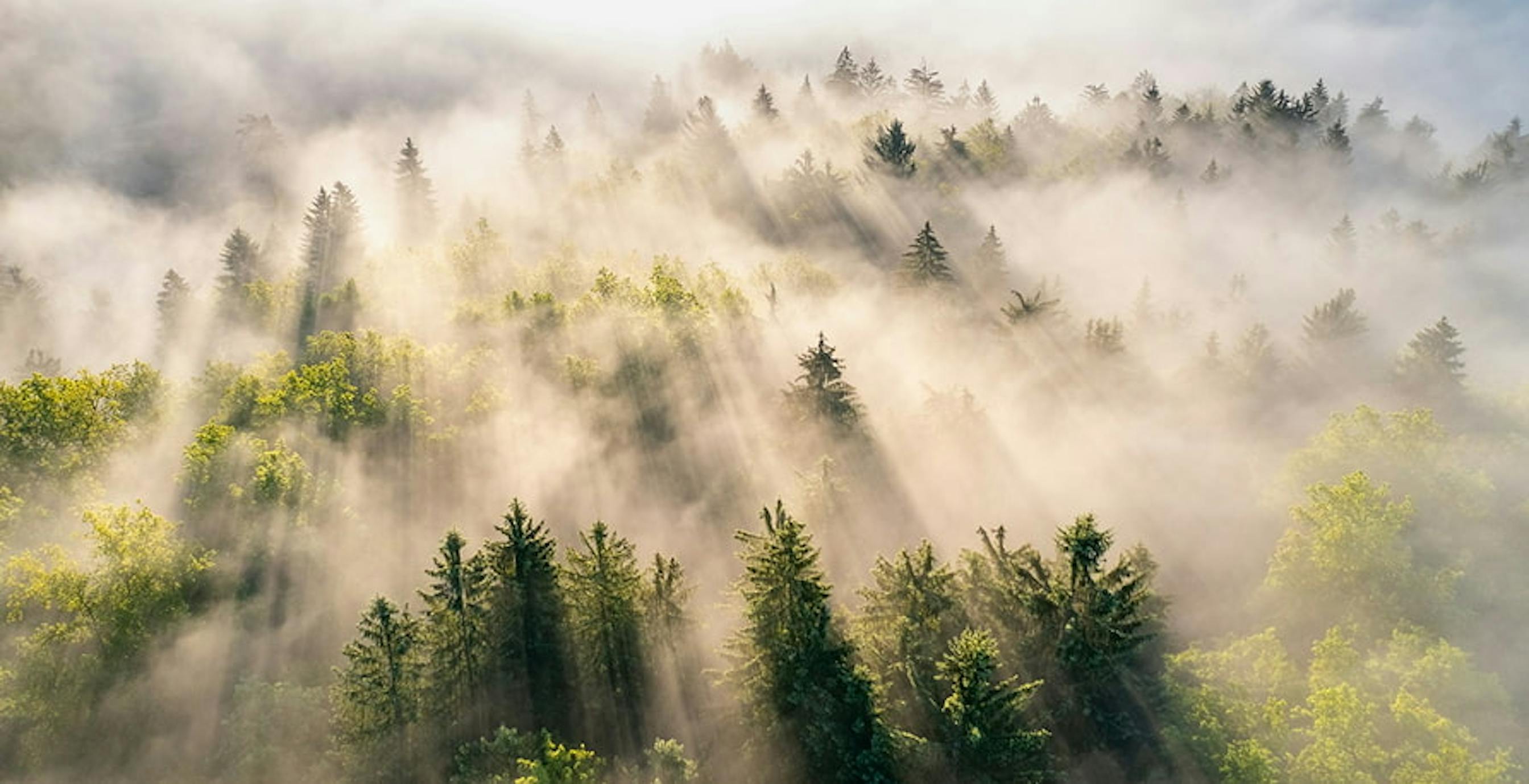 une forêt