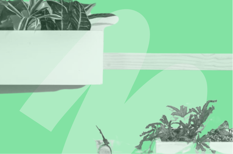 plants on wooden shelves