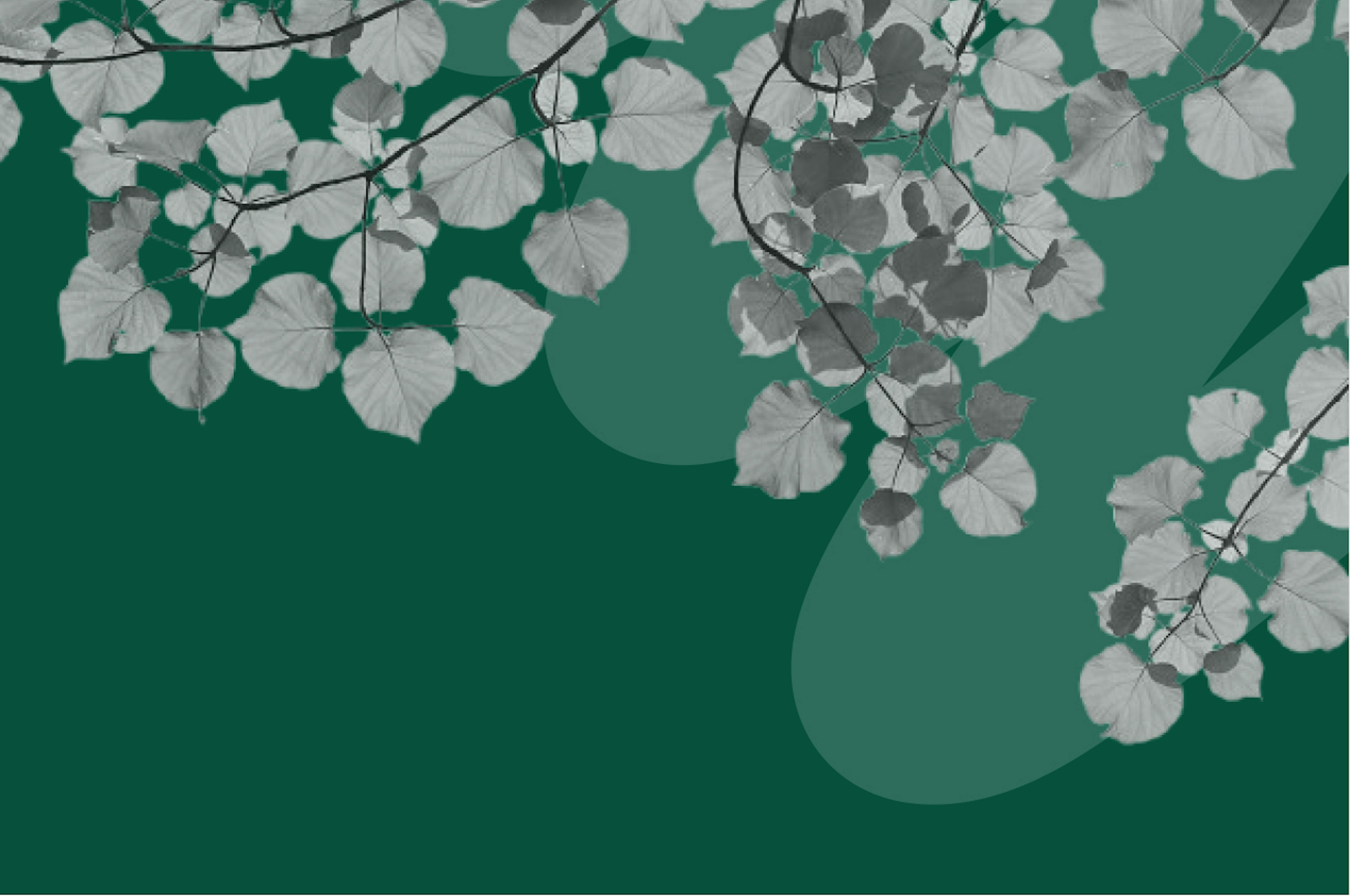 des feuilles d'arbre