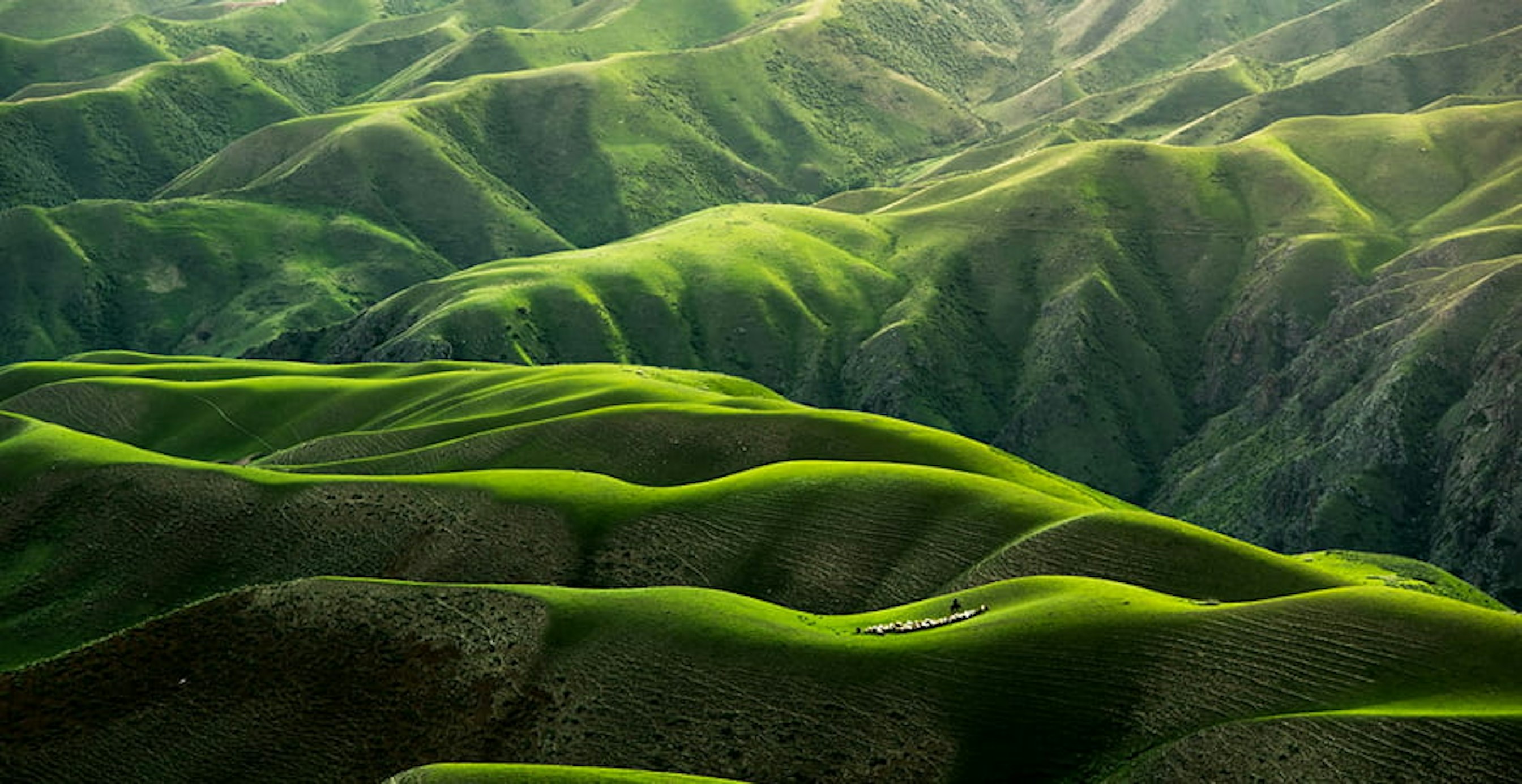 un paysage vert