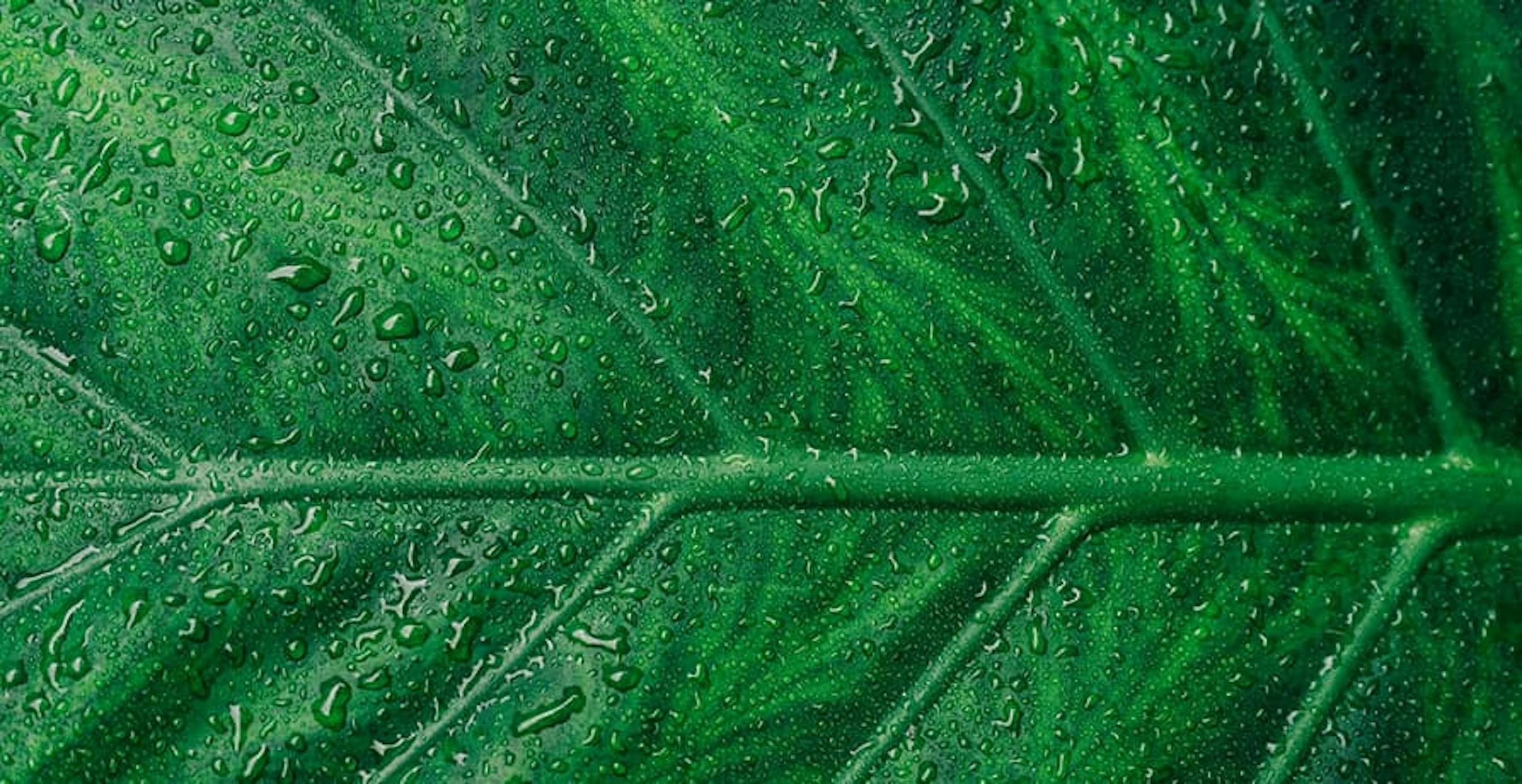 la nervure d'une feuille