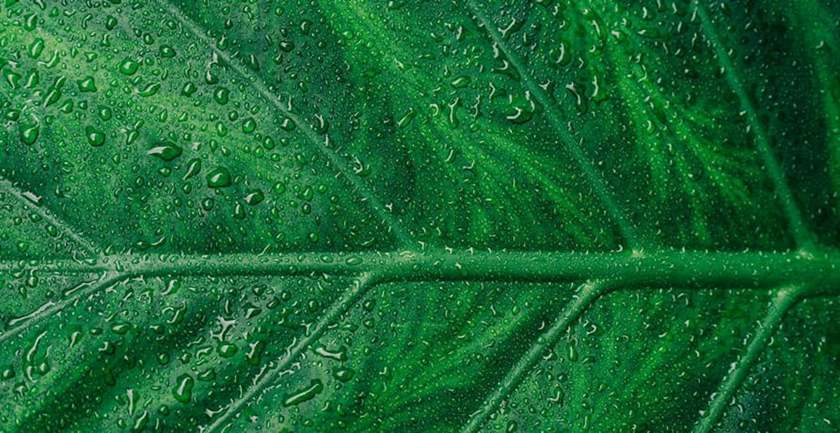 la nervure d'une feuille