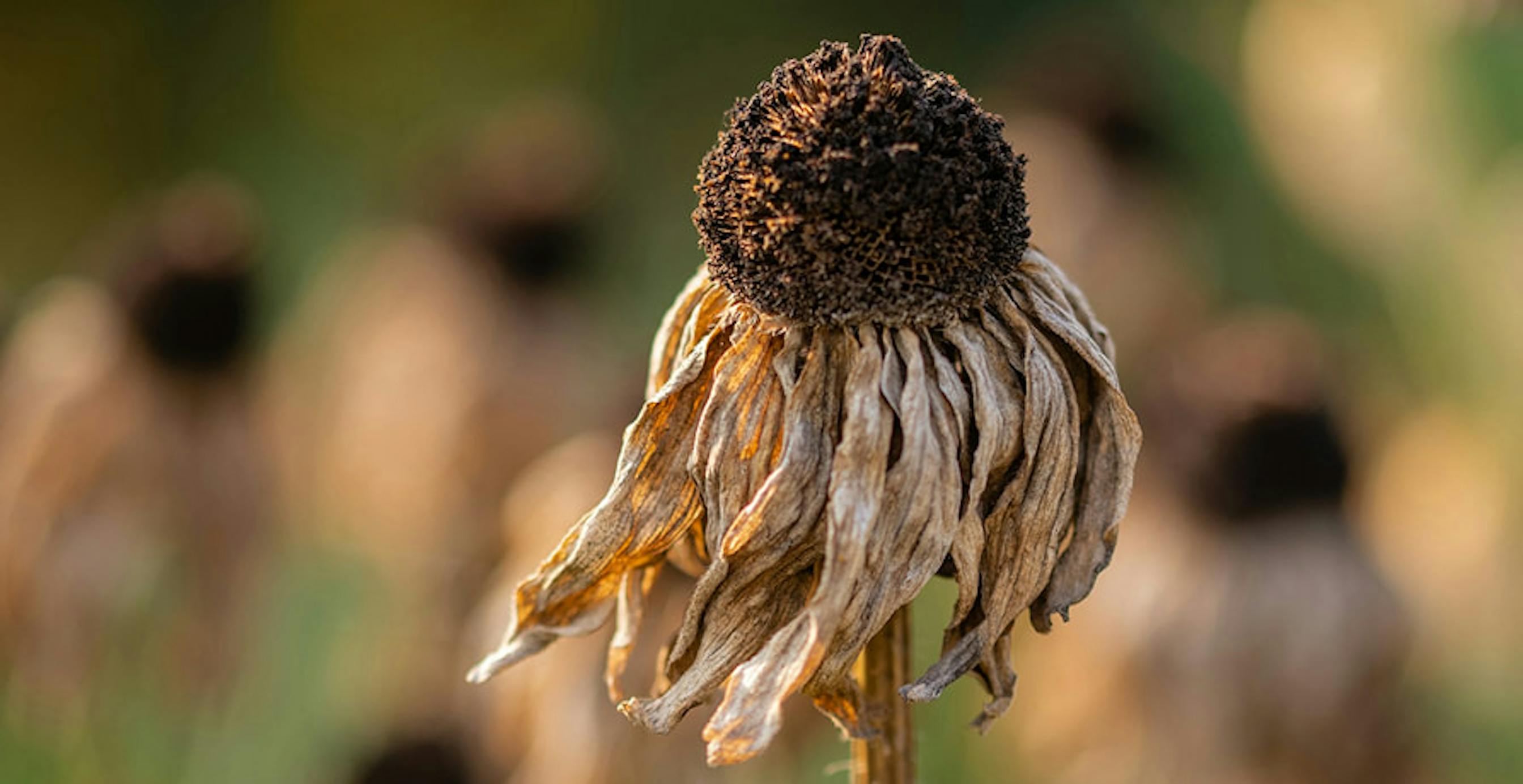 une fleur sèche