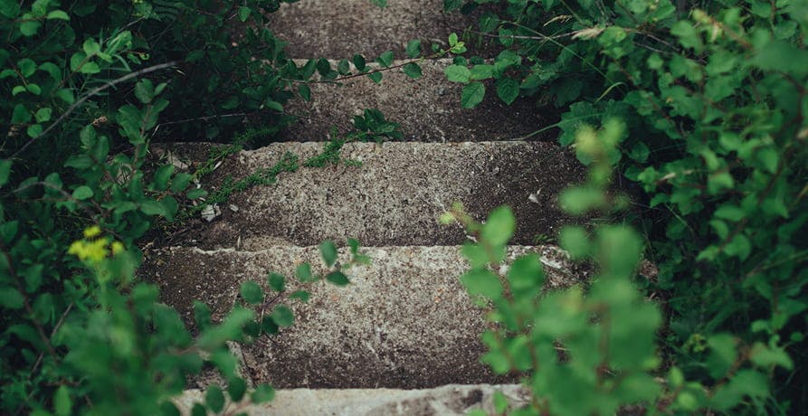 des marches entourées de verdure