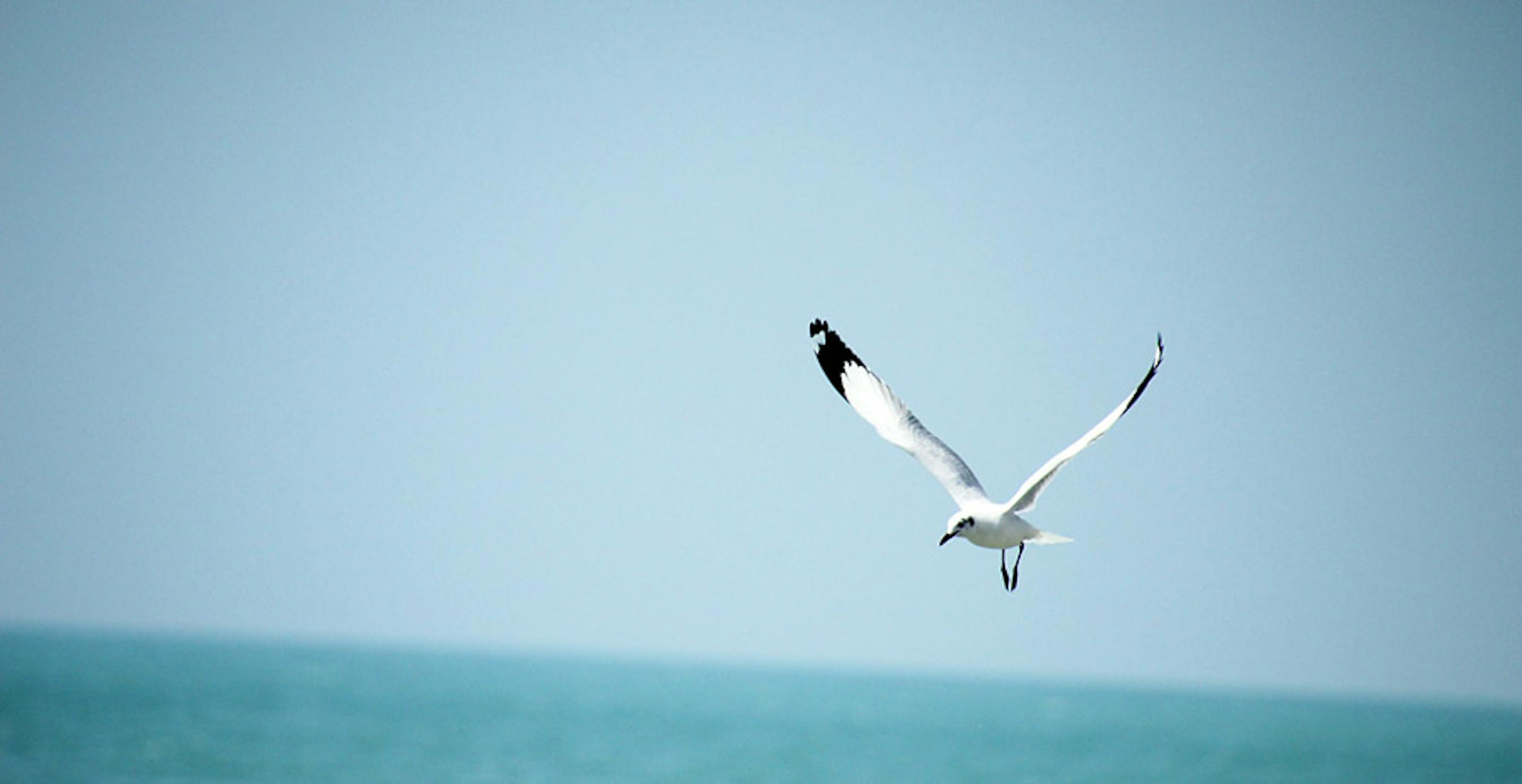 une mouette