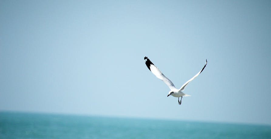 une mouette
