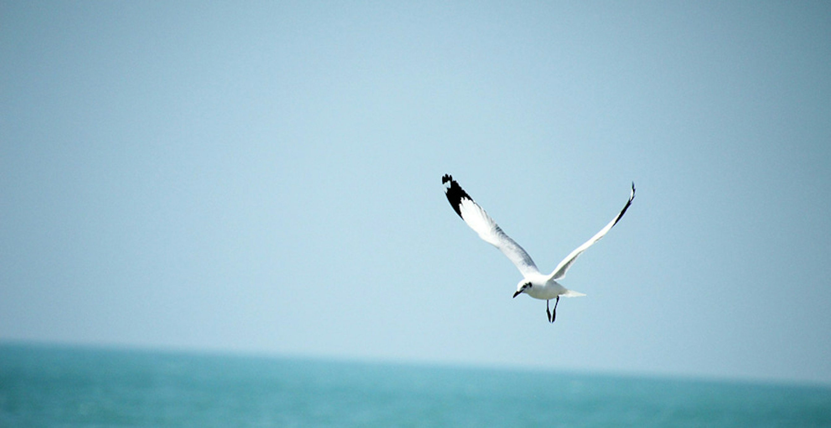 une mouette