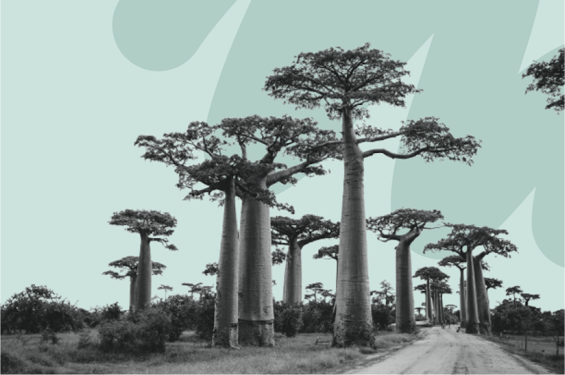 Champ de baobab