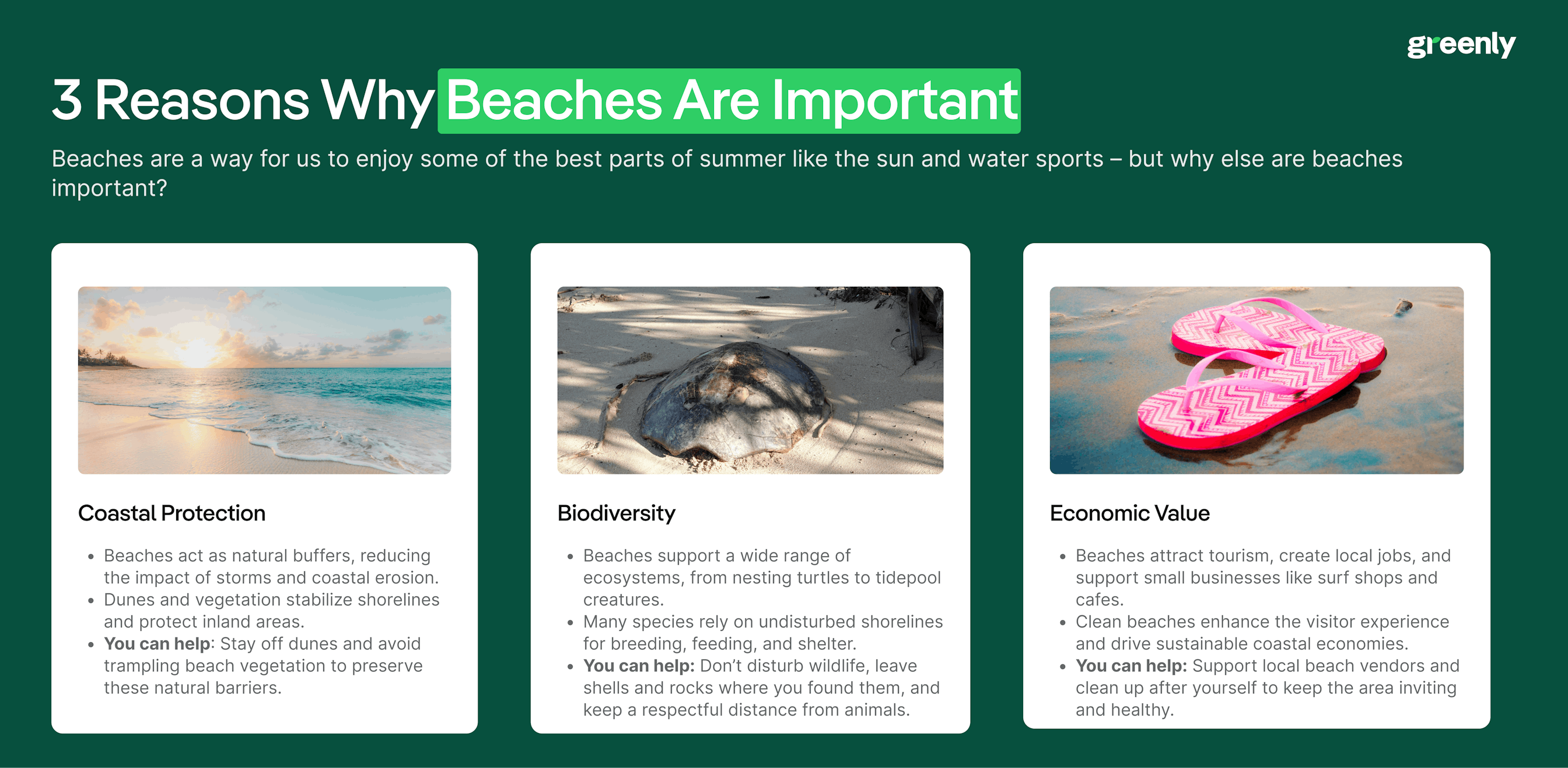 3 Reasons Why Beaches Are Important