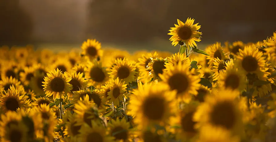des tournesols