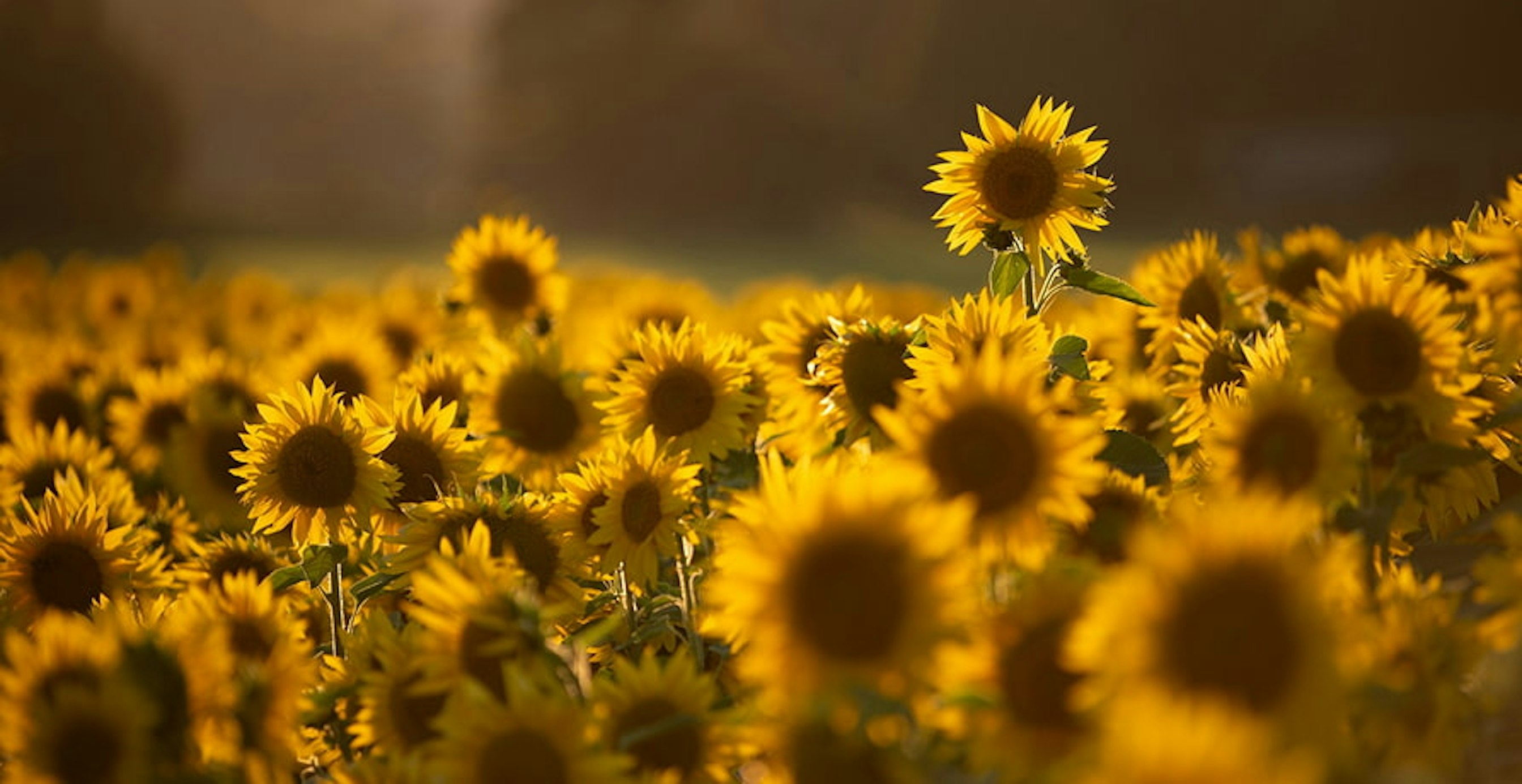 des tournesols