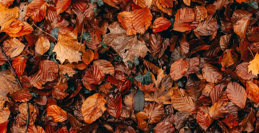 des feuilles mortes