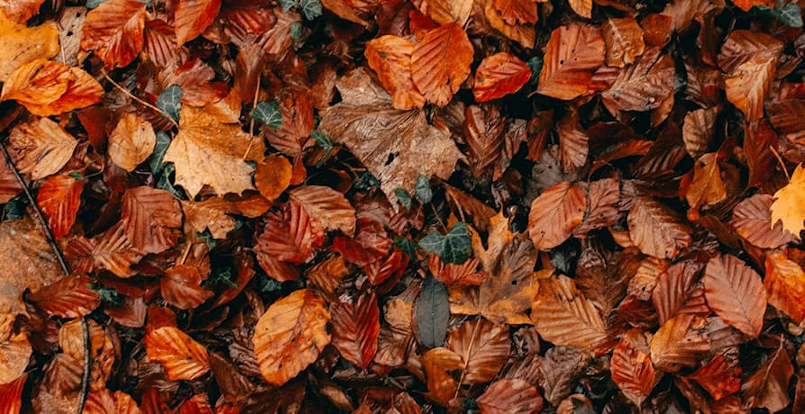 des feuilles mortes