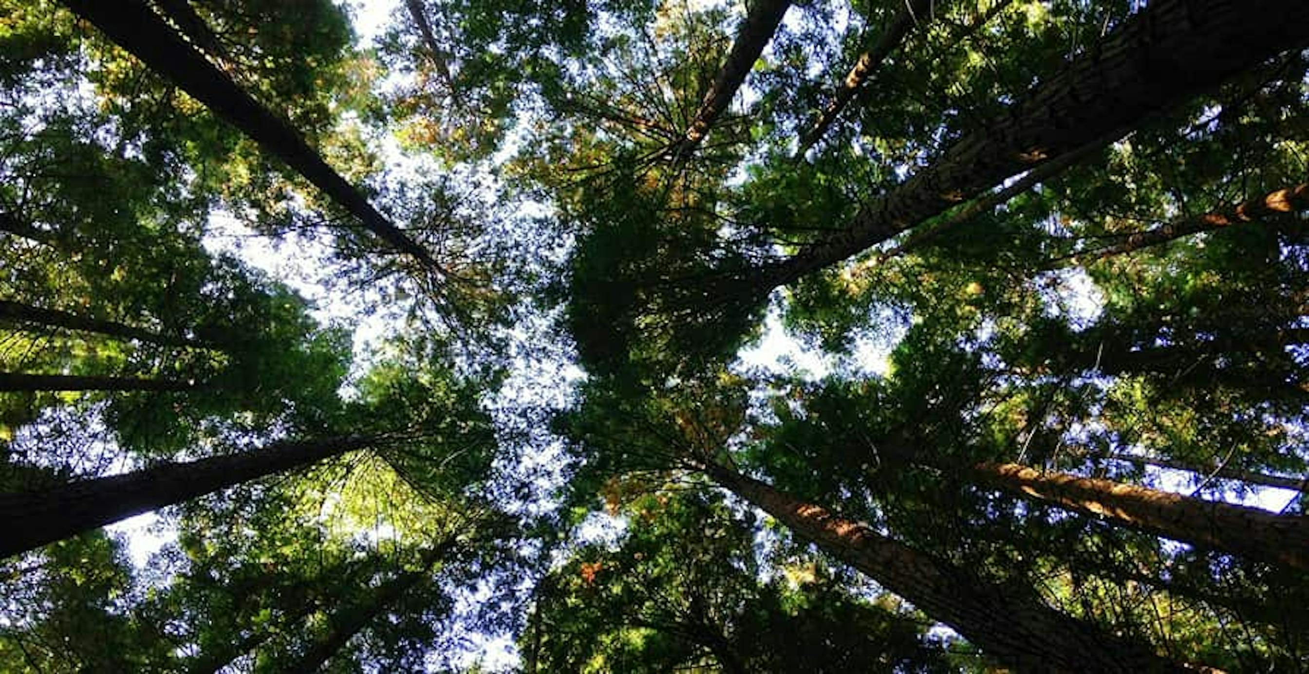 une forêt