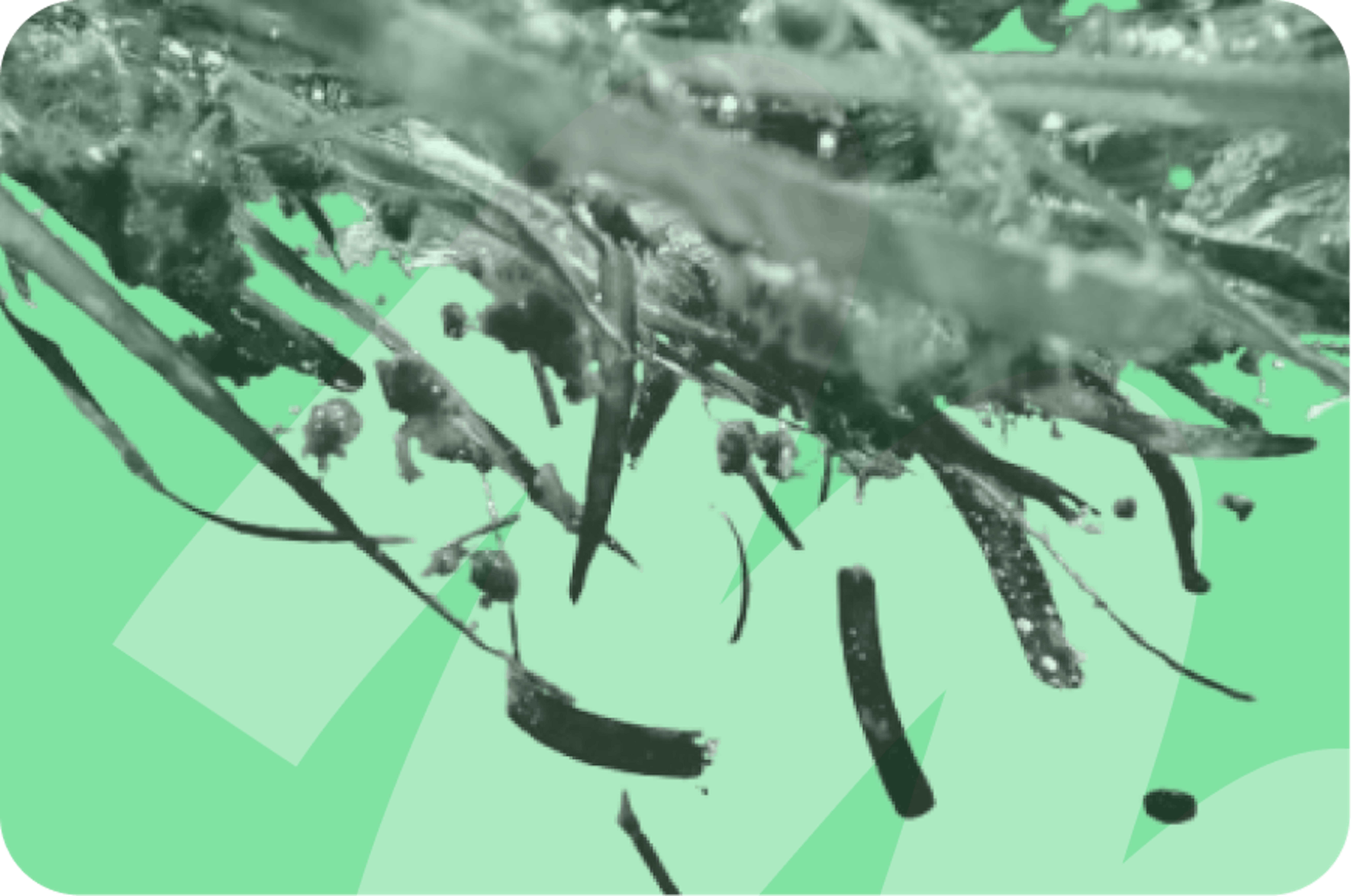 seaweed