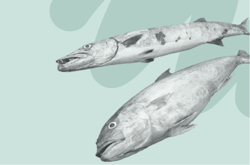 dead fish