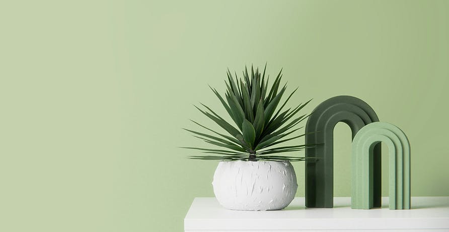 une plante sur une table