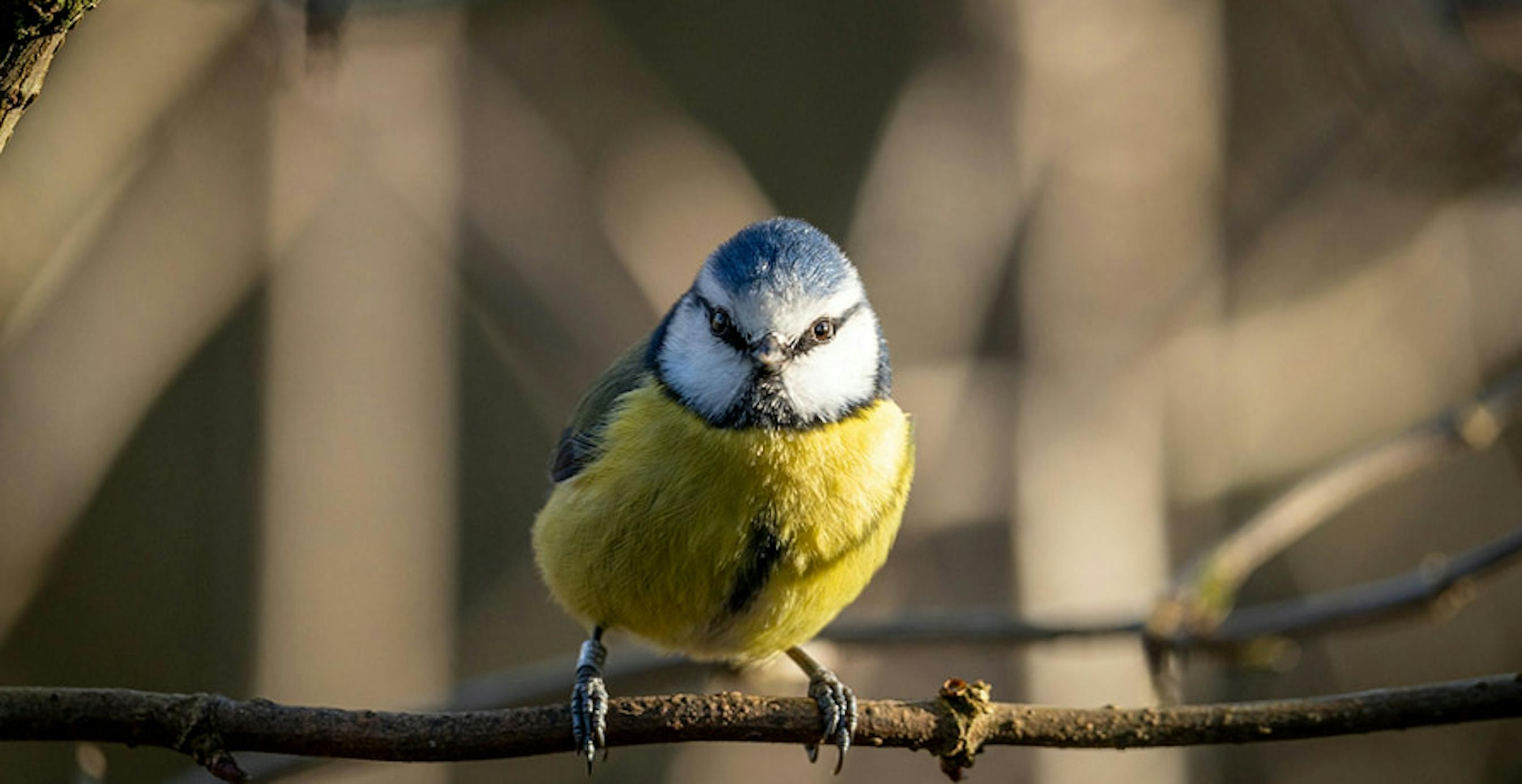 une mésange