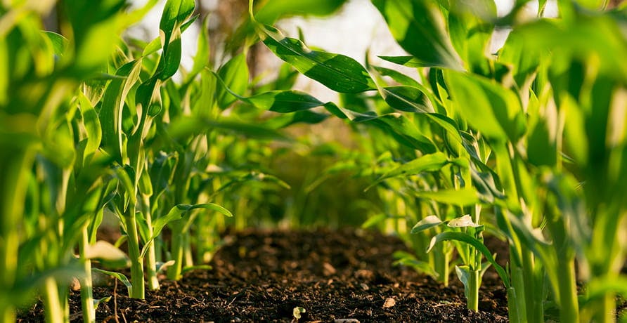 des cultures agricoles