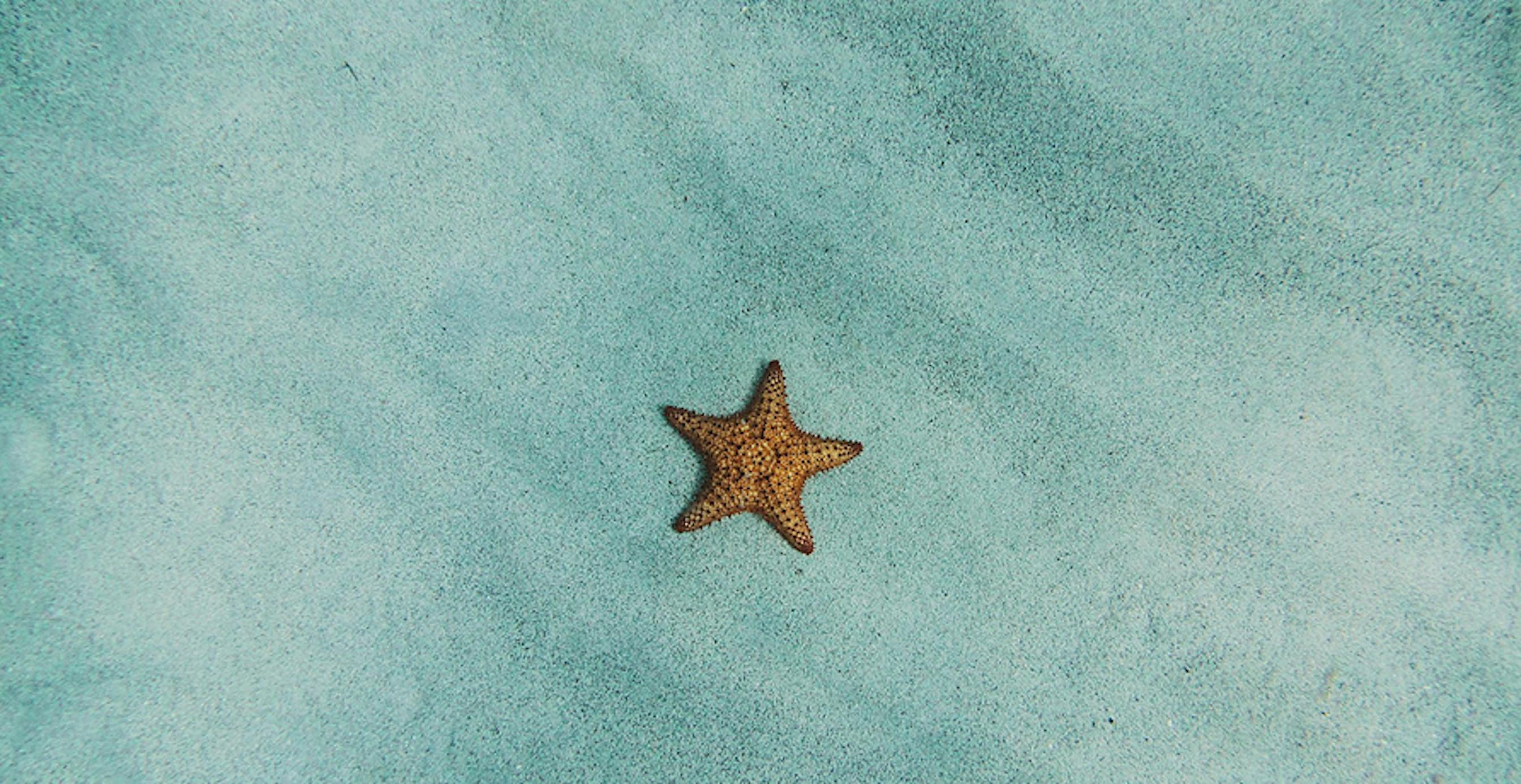 une étoile de mer