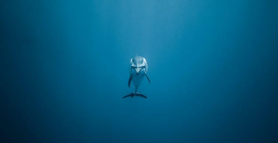 un dauphin