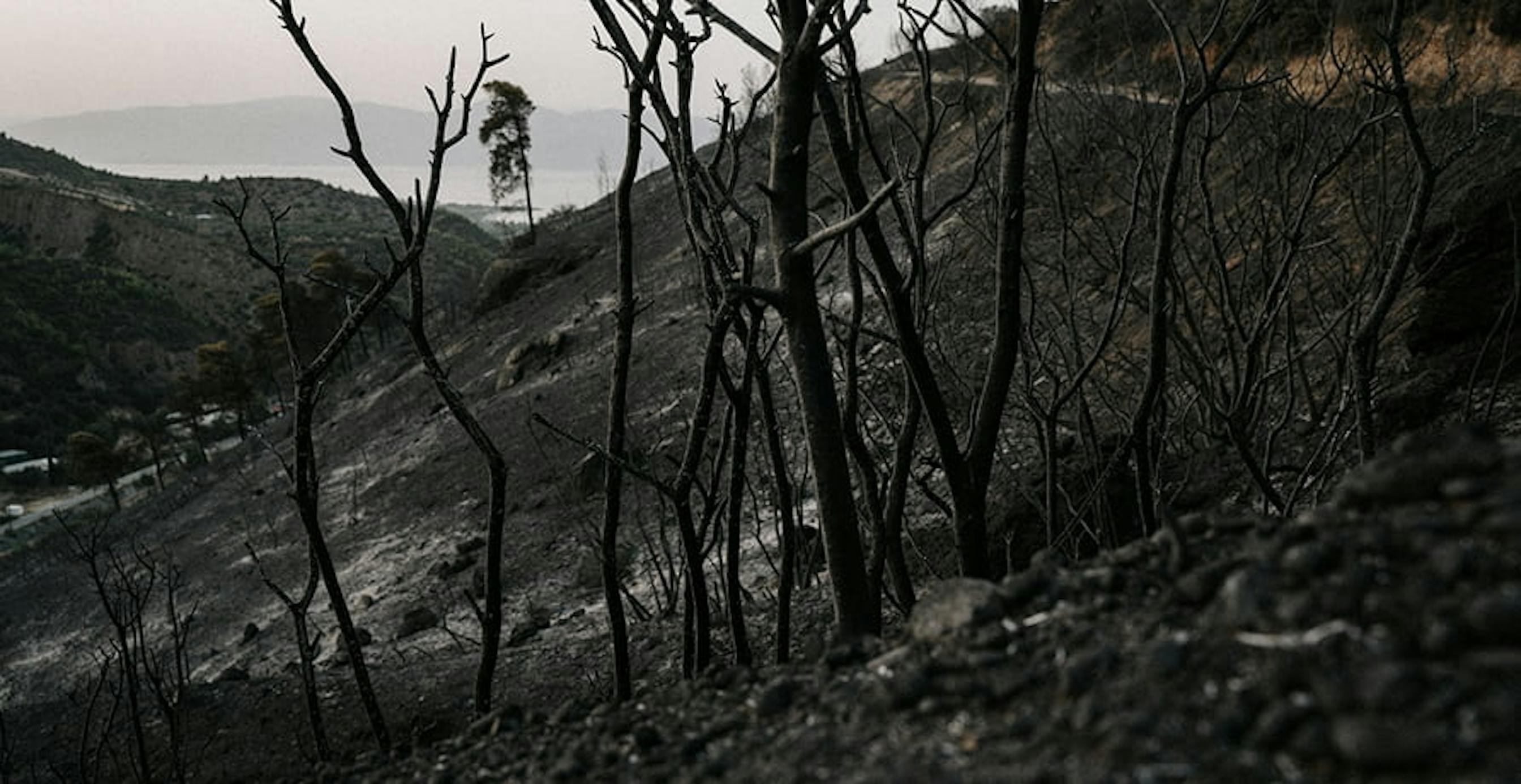 une forêt brûlée