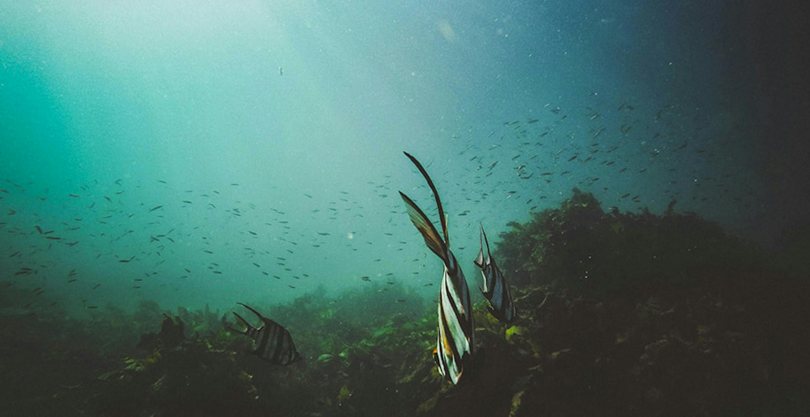 un poisson