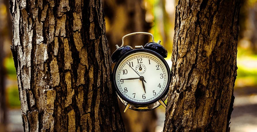 un réveil calé entre deux arbres